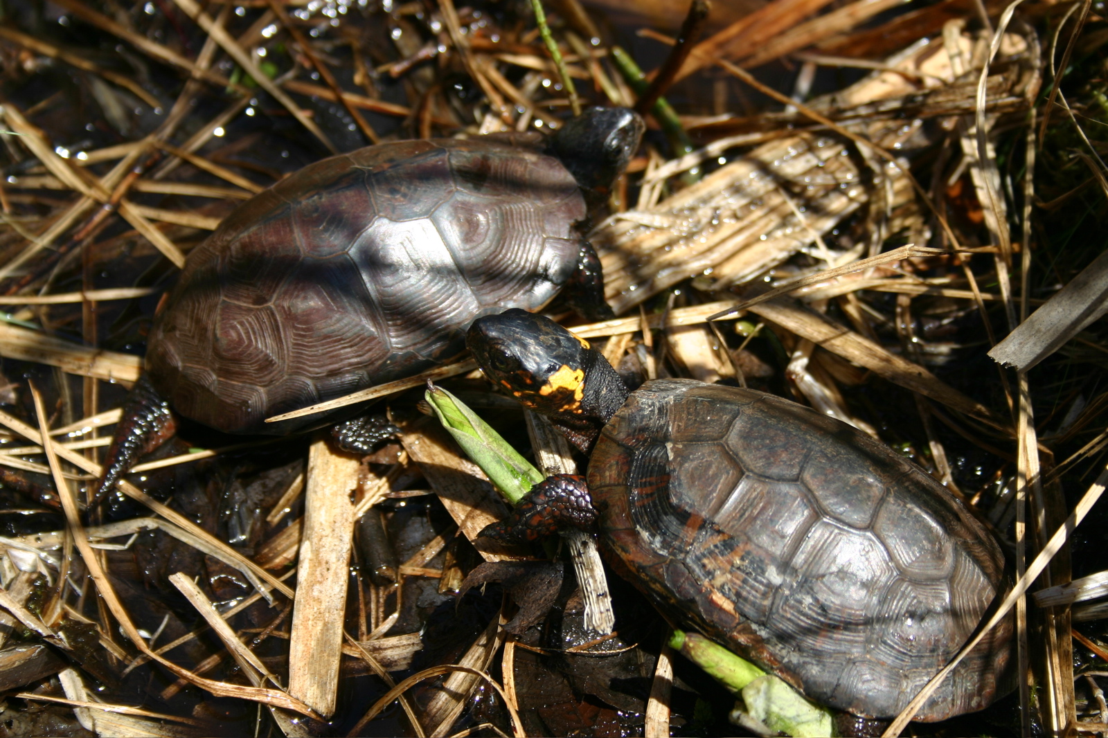 Bog Turtles   Kristen Travis